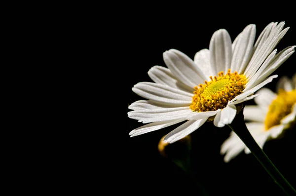 Kvetoucí Bílými Gerbera Sedmikráska Květ Proti Černému Pozadí — Stock fotografie