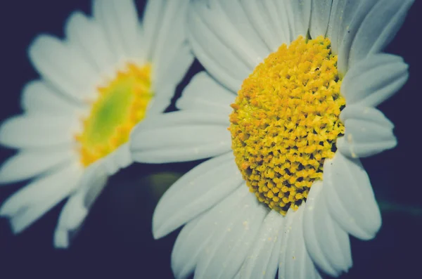 白いガーベラ デイジーの花を開花 — ストック写真