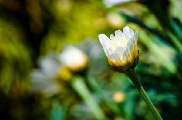 Bud Bílé Gerbera Sedmikráska Květ — Stock fotografie