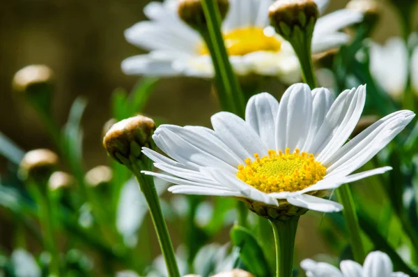Kwitnąca Biała Gerbera Stokrotka Kwiat — Zdjęcie stockowe