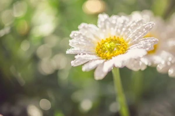 Blossoming White Gerbera Daisy Flower — Stock Photo, Image