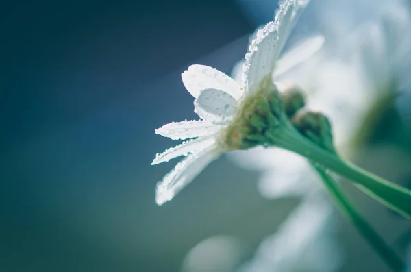 盛开的白色非洲菊菊花花 — 图库照片
