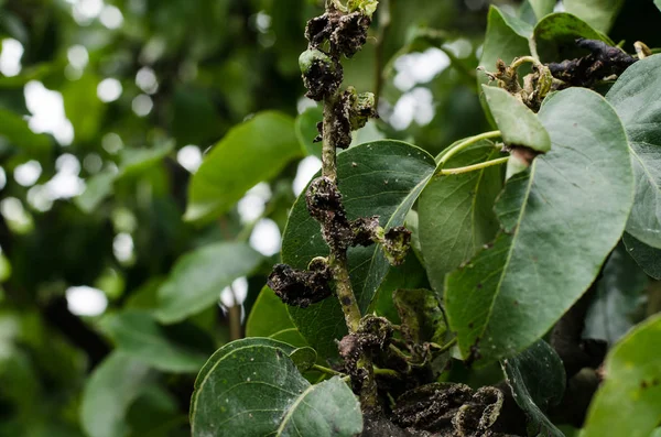 Fruit tree illness — Stock Photo, Image