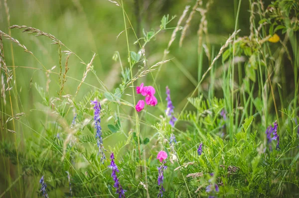 Spring flowers — Stock Photo, Image