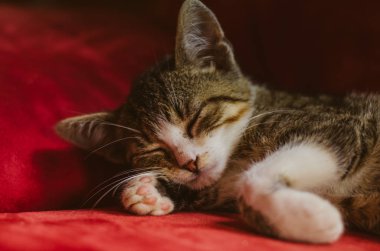 Uyuyan kedi