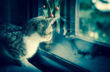 pencere bekleyen küçük üzgün kedi