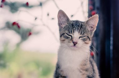 kapalı gözler ile kedi