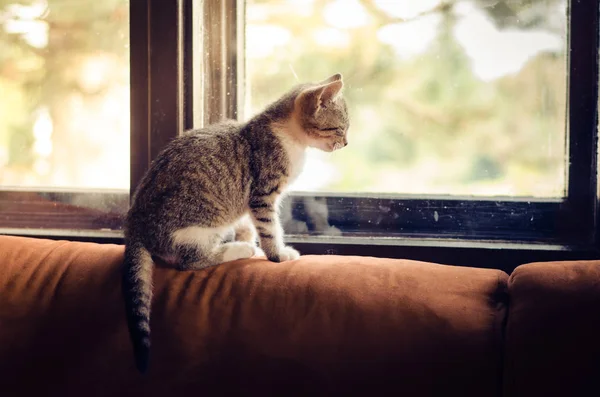 猫在窗前 — 图库照片