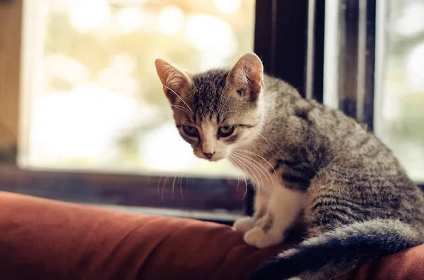 Gato lindo atrás da janela — Fotografia de Stock