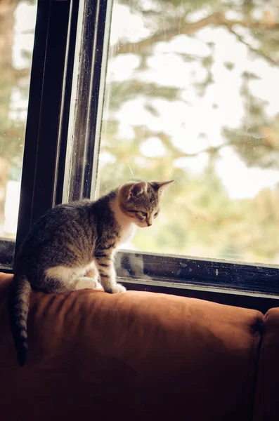 Μικρή γάτα κατοικίδιων ζώων — Φωτογραφία Αρχείου