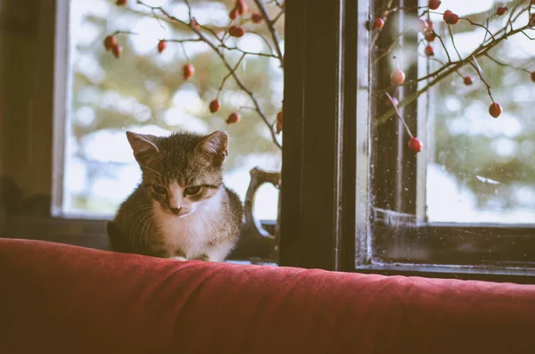 Kleine kat en venster — Stockfoto