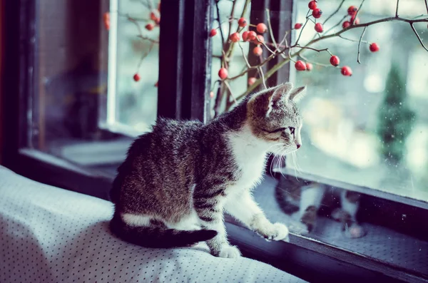 Pequeno animal de estimação gato — Fotografia de Stock