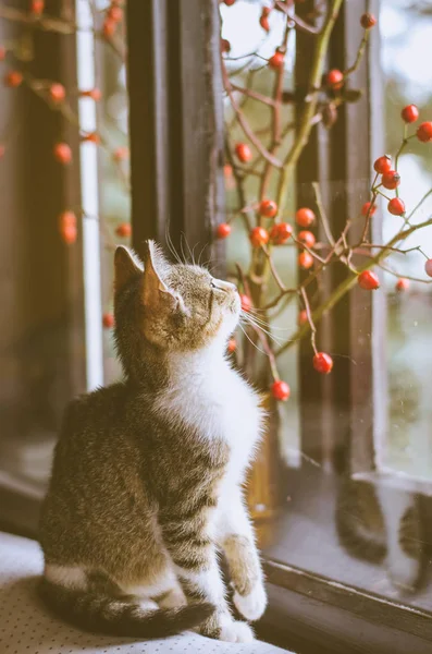 Кошка за окном — стоковое фото