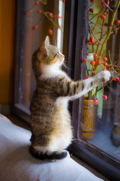 Кот за окном играет — стоковое фото