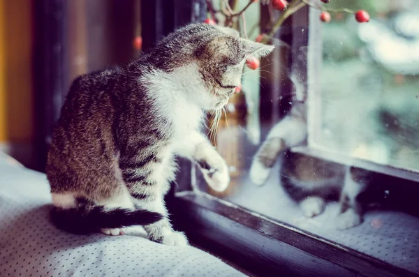 Binnenlandse kat speelt achter venster — Stockfoto