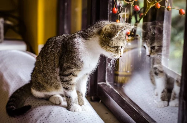 小可爱的猫在窗口单色 — 图库照片