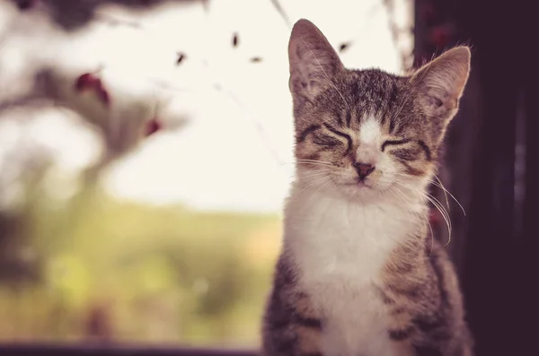 Gatto ad occhi chiusi — Foto Stock