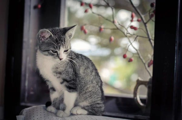 Gato doméstico sentado atrás da janela — Fotografia de Stock