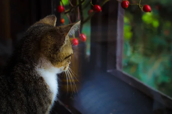 Pequeño gato triste — Foto de Stock