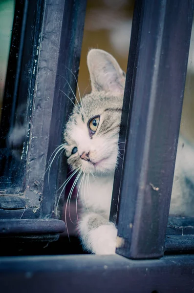 Chat essayant de s'échapper — Photo