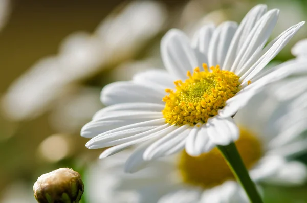 Daisy — Stock Photo, Image