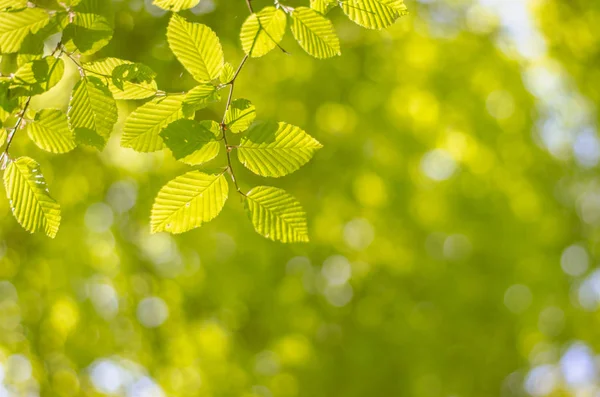 Spring — Stock Photo, Image