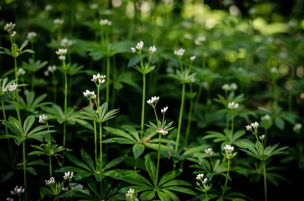 Flores brancas da primavera — Fotografia de Stock