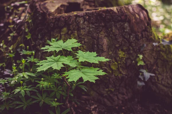 Folhas verdes e tronco de árvore — Fotografia de Stock