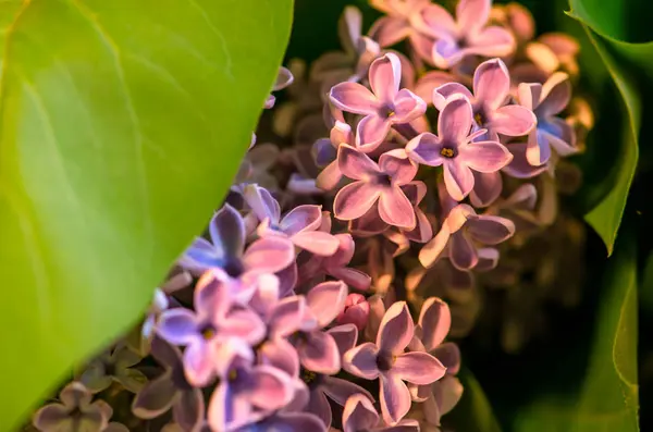 Kwiat liliowy z liści — Zdjęcie stockowe