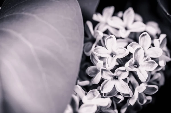 Flieder Blume mit Blättern — Stockfoto