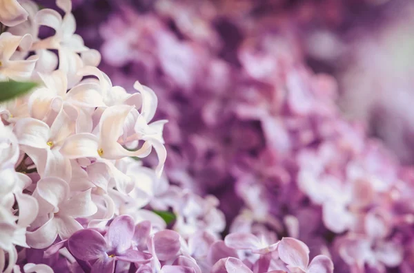 Lilac — Stock Photo, Image