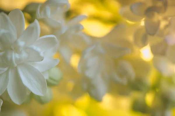 白いライラックの花 — ストック写真