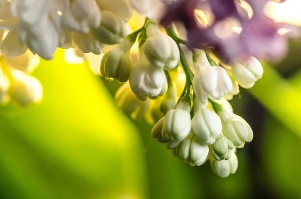 Biały fioletowy kwiat pączek — Zdjęcie stockowe