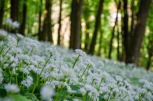 Łąka Pełna Biały Kwitnących Kwiatów Czosnku — Zdjęcie stockowe
