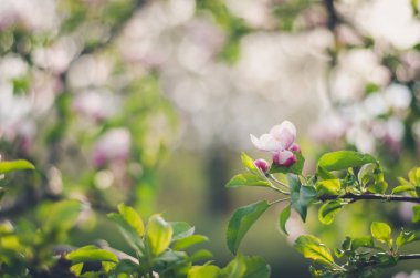 Bahar ağaçları dalında beyaz çiçek çiçekler