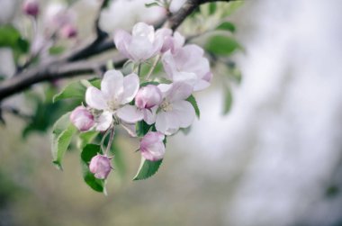 meyve ağacının beyaz çiçekler