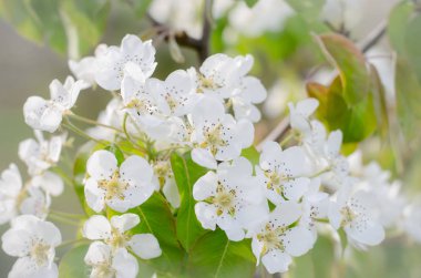 Bahar ağaçları dalında beyaz çiçek çiçekler