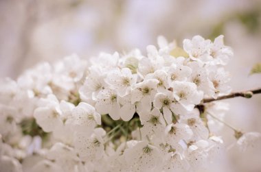 ağacın basit beyaz çiçek açan çiçekler