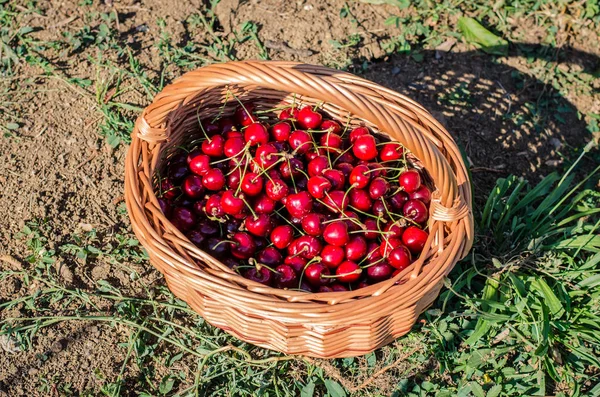 Basket with cherries in the grass — Stock Photo, Image