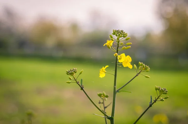 Flor de colza — Fotografia de Stock