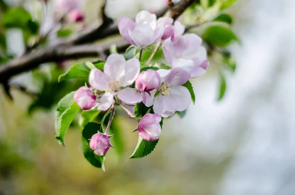 Floraison printanière — Photo