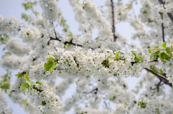 Vita Blommande Blommor Grenen Träd Våren — Stockfoto