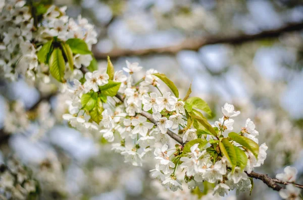 Blossoming spring trees — Stock Photo, Image