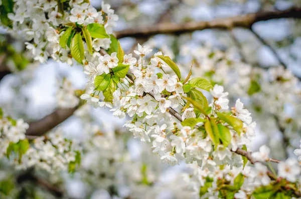 Spring blooming — Stock Photo, Image