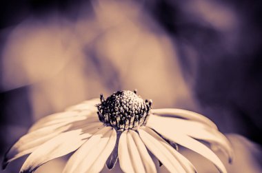 Sarı rudbeckia çiçek