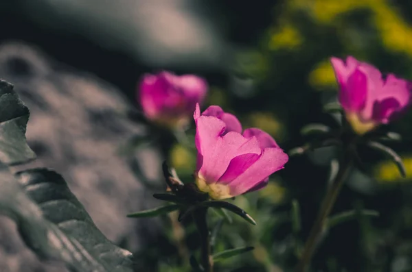 Rosa portulaca floewr — Foto Stock
