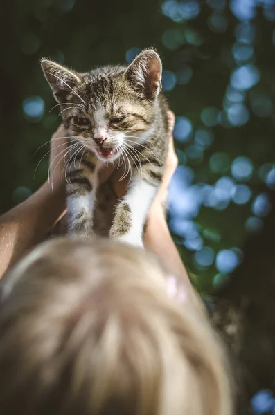 Тримає кішку в руках — стокове фото