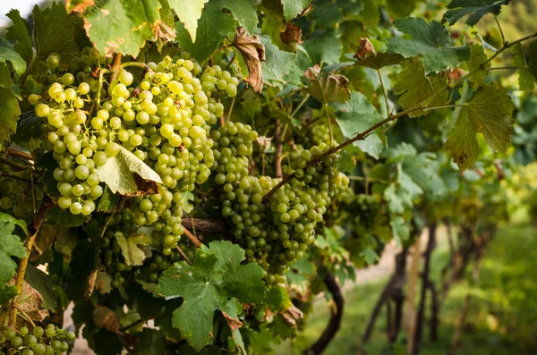 Green grapes in vineyard — Stock Photo, Image