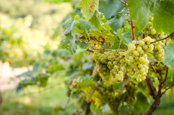 Groene druiven in wijngaard — Stockfoto