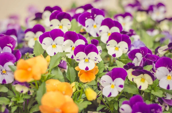 Hermosas flores de viola — Foto de Stock